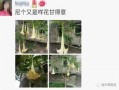 最新 植物爆料,这些植物竟有如此神奇功效！