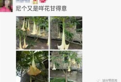 最新 植物爆料,这些植物竟有如此神奇功效！
